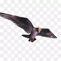 鸟类飞行秃鹫-黑鸟