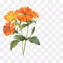 皮埃尔？约瑟夫？雷德塞克斯9(1759-1840)-菊花