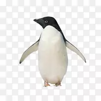 南极企鹅王你好，企鹅！-站着的企鹅