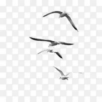 自然摄影黑白鸟群