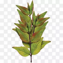 叶植物茎美艺术-绿叶