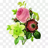 花卉植物学插画花卉设计插图三色花束