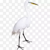 大白鹭鸟鹤苏尼尼火烈鸟-可爱的白天鹅