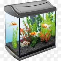 水族馆四冷水鱼宠物-自动更换水箱