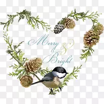 鸟类圣诞插图-爱鸟植物