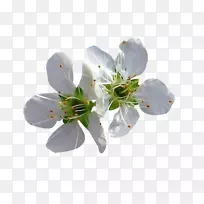 花花瓣-两种白色梨花瓣图片材料