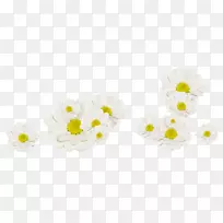 白花芙蓉白菊花