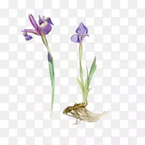 水彩画植物插图.紫色水仙花