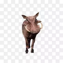 野猪-当代英国野猪-野猪象牙词典