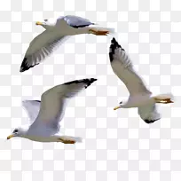 欧洲海鸥-海鸥