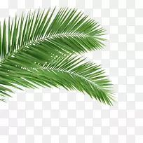槟榔科叶椰子树-棕榈