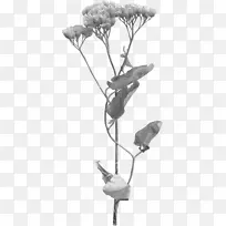 黑白灰阶-菊花灰色图