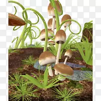 蘑菇木耳蘑菇图片