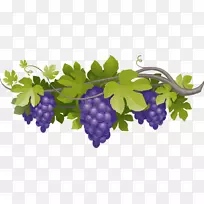 普通葡萄叶.紫色葡萄串