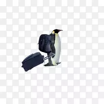 企鹅南极鸟下载-背包旅行