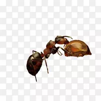 昆虫蚂蚁自然摄影墙纸-蚂蚁爱上蜂蜜