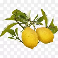 梅耶柠檬水果奥格里斯-美丽的芒果