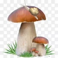 小面包蘑菇-蘑菇上的蜗牛