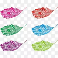 鸟类羽毛孔雀孔雀羽毛不同颜色无扣材料