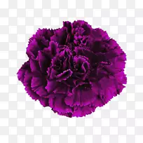康乃馨粉红色花紫色深紫色康乃馨花