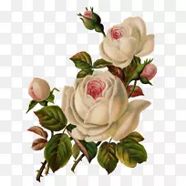 花园玫瑰，复古服装剪贴画-白玫瑰