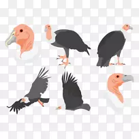 鸟鹤嘴画秃鹰-秃鹫的化身图标