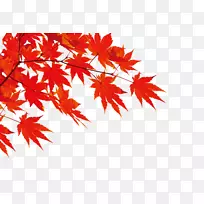 秋季下载-红枫叶