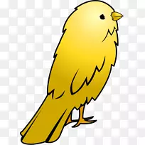 家养金丝雀大鸟剪贴画-黄色动物剪贴画