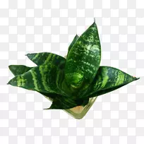 山苍兰叶植物-虎皮林盆栽