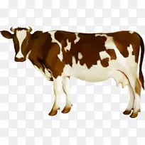 西门塔尔奶牛