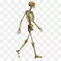 人体骨骼骨头骨人体行走骨骼