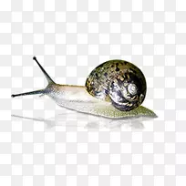 蜗牛普通向日葵花瓶图标-真正的蜗牛