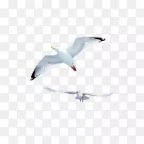 海鸥鸟普通海鸥-创造性飞行海鸥