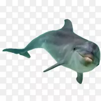 南亚河海豚-可爱的海豚