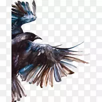 普通乌鸦水彩画飞行乌鸦