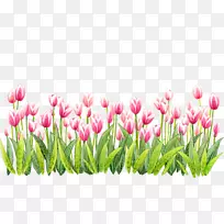 郁金香花-郁金香