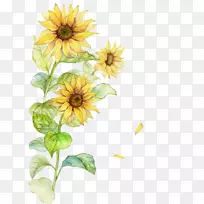 普通向日葵海报-水彩画向日葵
