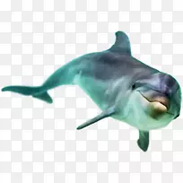普通宽吻海豚Stenella齿状鲸普通海豚可爱海豚