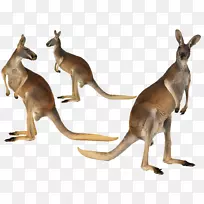 澳大利亚袋鼠岛-英语，英语-澳大利亚红袋鼠-澳大利亚袋鼠