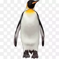 企鹅王鸟-企鹅