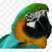 山雀亚马逊鹦鹉同伴鹦鹉绿鹦鹉
