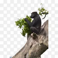 猩猩黑猩猩西部低地大猩猩灵长类山地大猩猩-猩猩