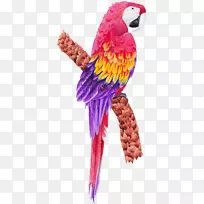 鸟鹦鹉-紫鹦鹉