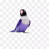鹦鹉，黄色领口的爱鸟，玫瑰色的爱鸟，绿松石面的亚马逊-紫色鹦鹉