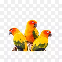 阳光明媚，绿颊鹦鹉，鹦鹉鸟，五颜六色的鹦鹉
