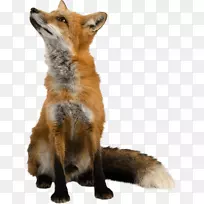 红狐夹艺术-野狐