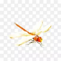 蜜蜂昆虫蜻蜓-红蜻蜓