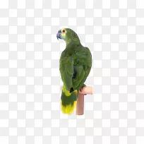 鸟类鹦鹉剪贴画-绿色鹦鹉