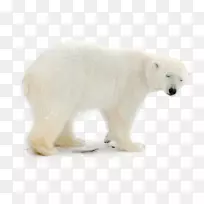 北极熊-北极熊觅食