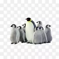南极帝企鹅鸟-HD企鹅群